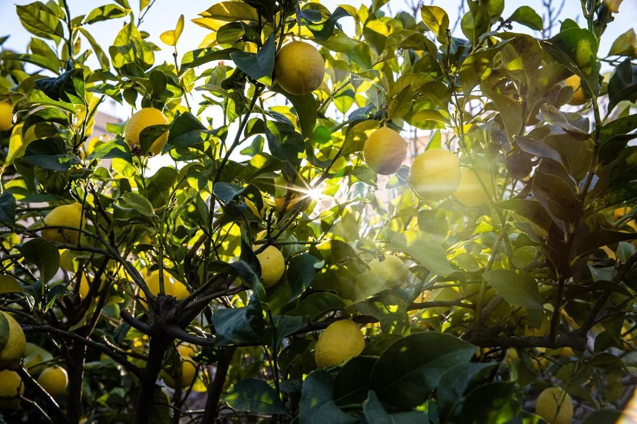 Appartement The Lemon Tree à Vilaflor 0*,