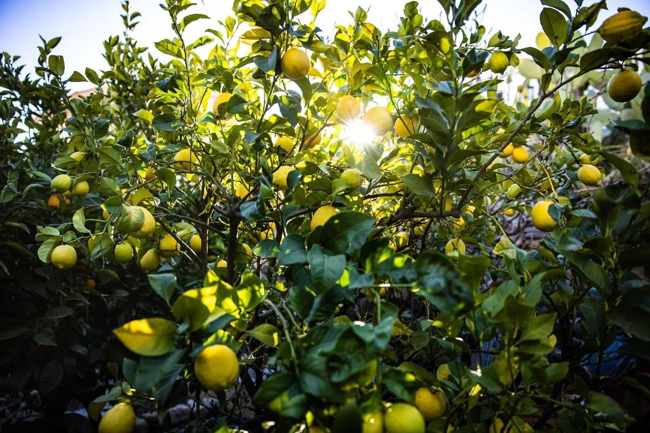 The Lemon Tree Apartment Vilaflor Spain