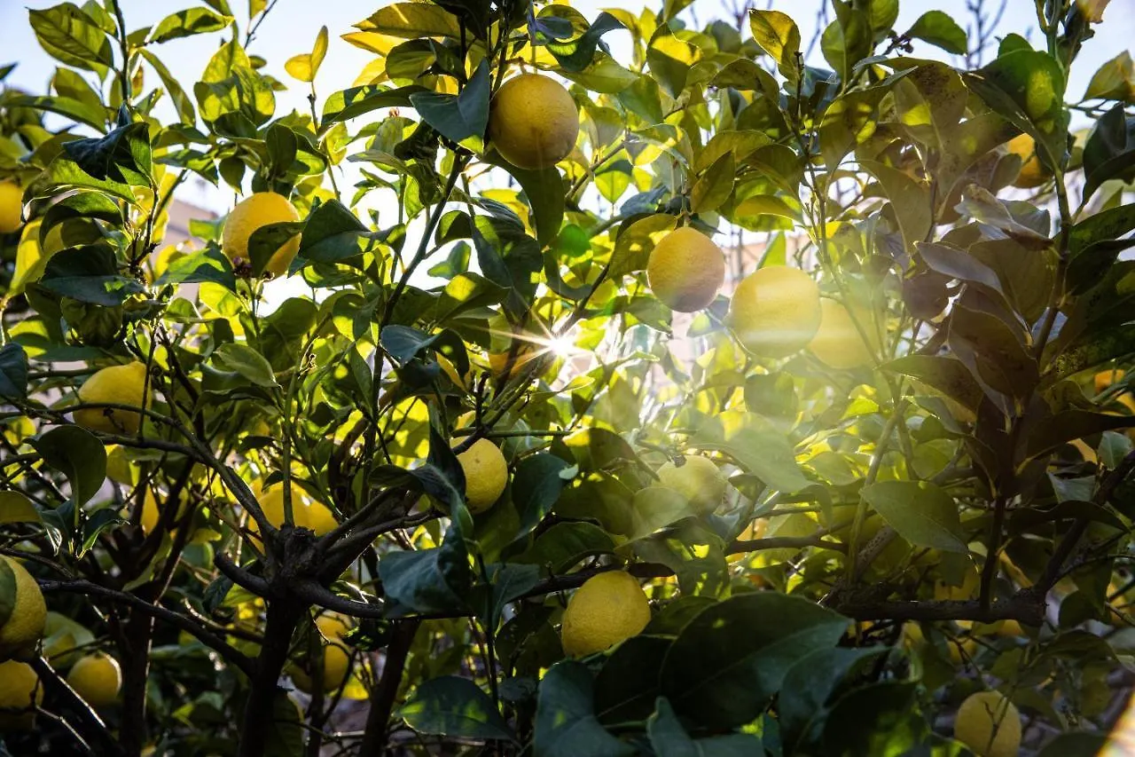 Apartamento The Lemon Tree Vilaflor